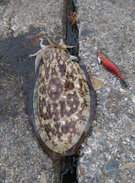 コウイカエギング